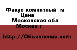 Фикус комнатный 1м › Цена ­ 5 000 - Московская обл., Москва г.  »    